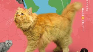 猫ドキュメンタリー『猫たちと7000マイルの旅』公開決定
