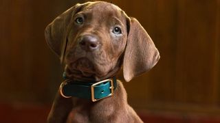 実写版スクービー・ドゥー発表！シリーズ初となる本物の犬