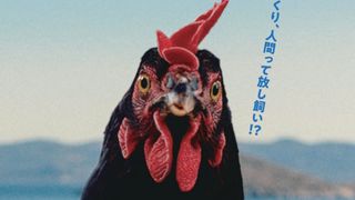 世界初！ほぼCGなしでニワトリが主演する『雌鶏』公開決定