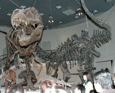 映画では館内を走り回るT-REXの骨格標本(左)