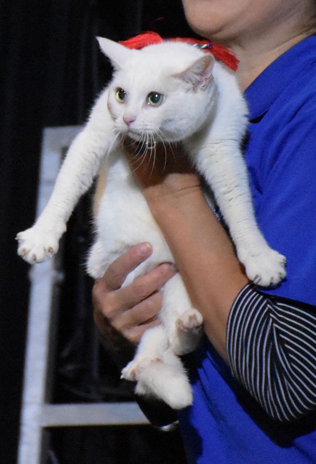 「猫侍」あなごも登場!「猫忍」試写会フォトギャラリー