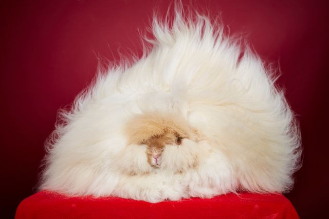 もっふもふ！ - 「最も長いウサギの毛」でギネス世界記録に認定されたウサギ
