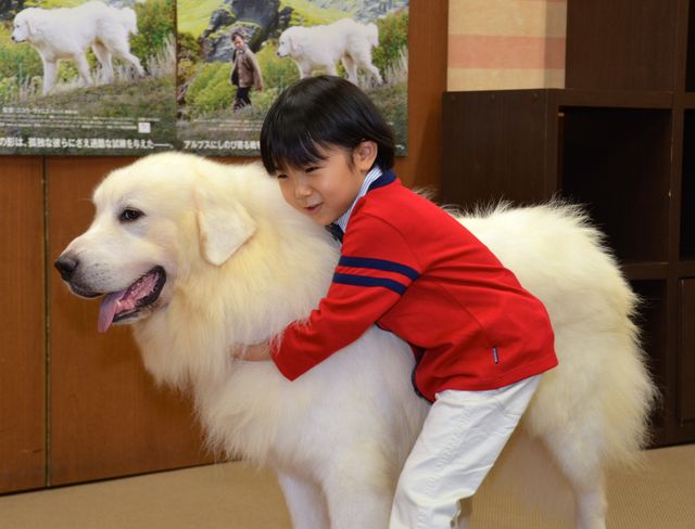 モフモフ犬をギュっ！『ベル＆セバスチャン』公開直前イベントフォトギャラリー：フォトギャラリー