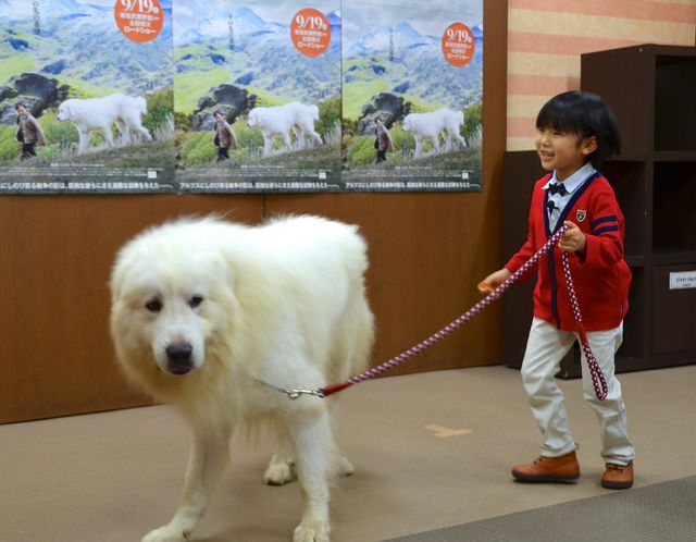 モフモフ犬をギュっ！『ベル＆セバスチャン』公開直前イベントフォトギャラリー（3枚目）