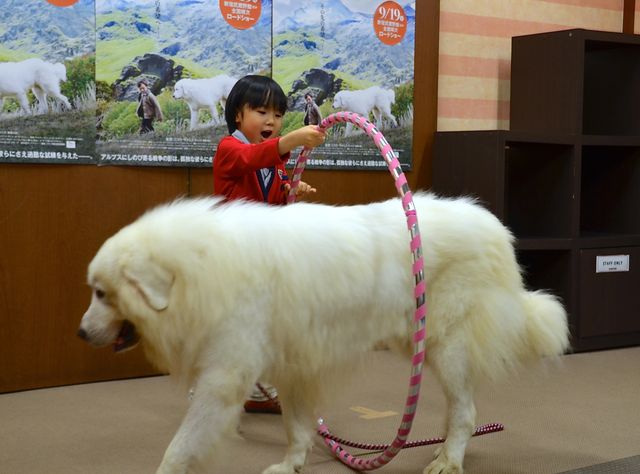 モフモフ犬をギュっ！『ベル＆セバスチャン』公開直前イベントフォトギャラリー（5枚目）