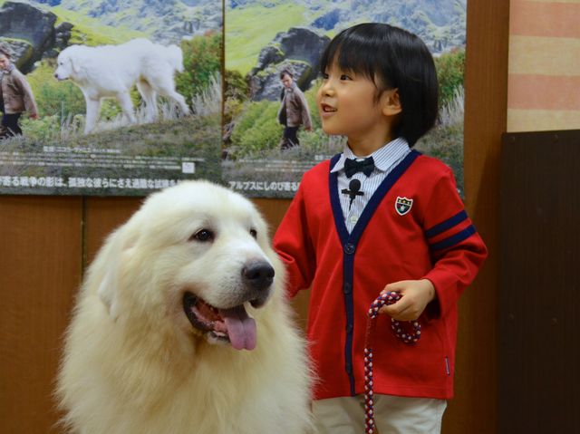 モフモフ犬をギュっ！『ベル＆セバスチャン』公開直前イベントフォトギャラリー（6枚目）