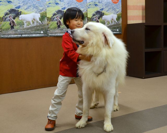 モフモフ犬をギュっ！『ベル＆セバスチャン』公開直前イベントフォトギャラリー（11枚目）