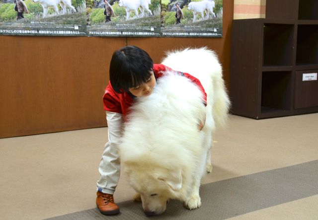 モフモフ犬をギュっ！『ベル＆セバスチャン』公開直前イベントフォトギャラリー（12枚目）