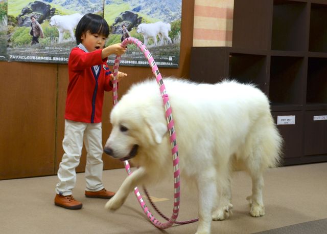 モフモフ犬をギュっ！『ベル＆セバスチャン』公開直前イベントフォトギャラリー（15枚目）