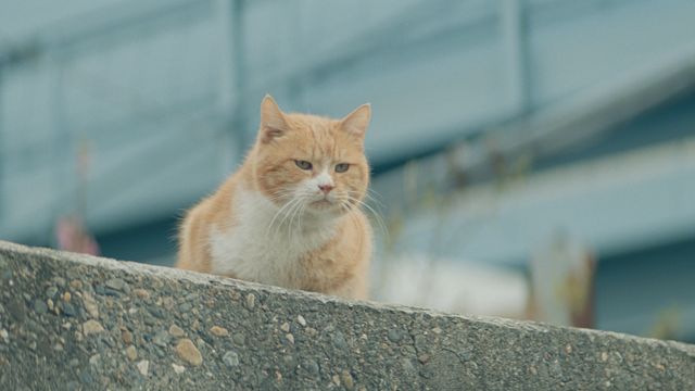 安定のかわいさ！石原さとみ東京メトロ新CMフォトギャラリー（9枚目）