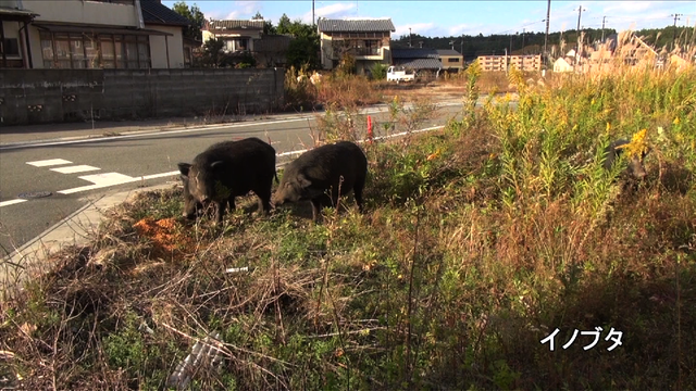 「福島映像祭2014」上映作品フォトギャラリー（5枚目）