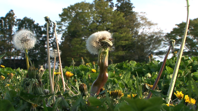 「福島映像祭2014」上映作品フォトギャラリー（6枚目）