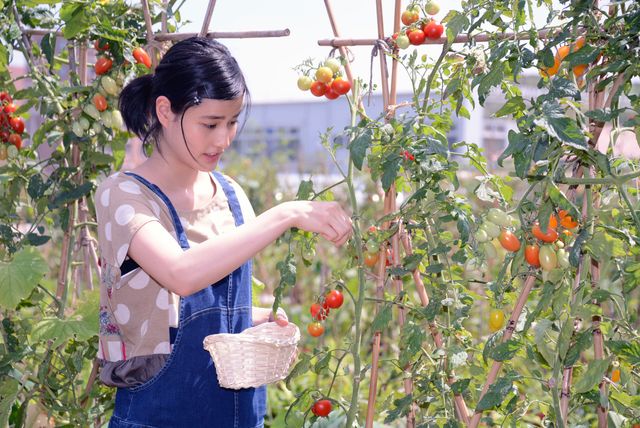 おいしそうなトマトを収穫するも、苦手な虫に大苦戦する橋本愛
