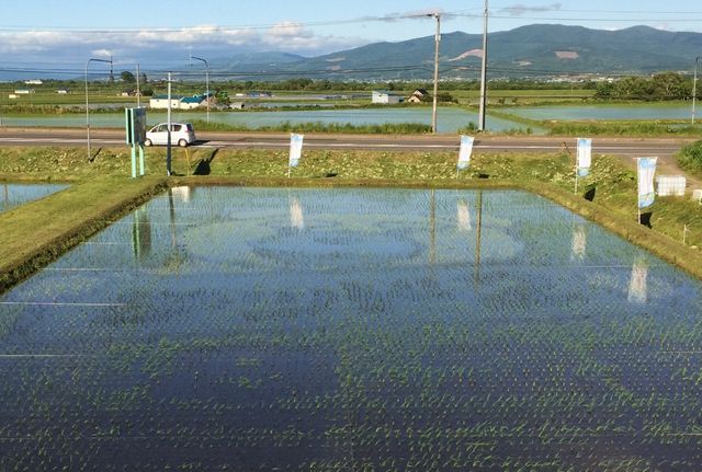 うっすらテッドが見える……『テッド2』田んぼアート：フォトギャラリー