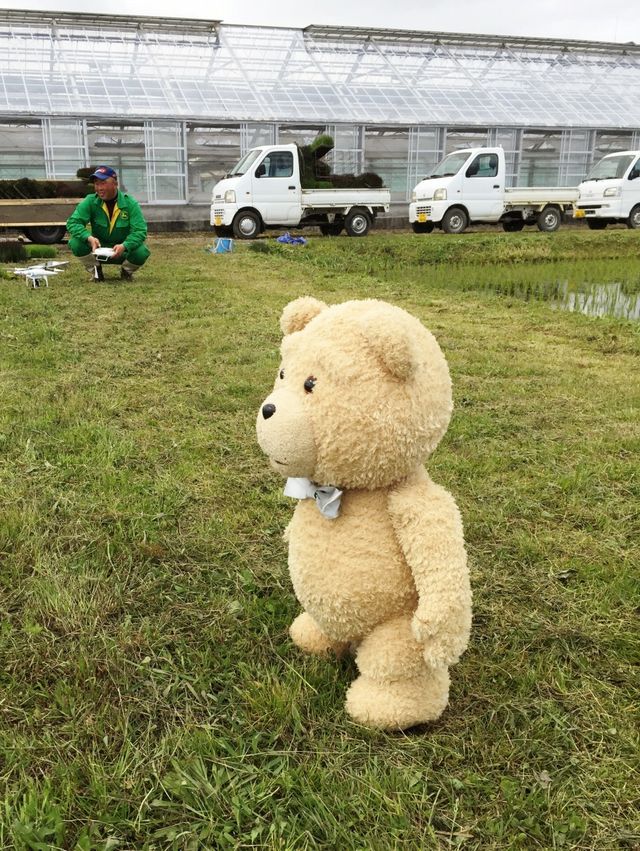 うっすらテッドが見える……『テッド2』田んぼアート（2枚目）