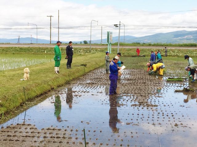 うっすらテッドが見える……『テッド2』田んぼアート（3枚目）