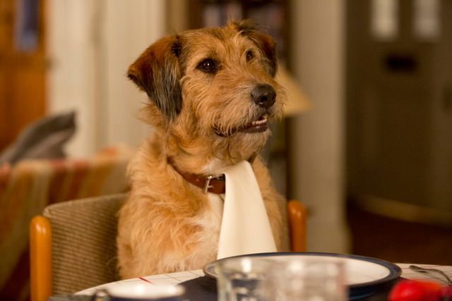 犬がぁぁぁぁぁぁ！サイモン・ペッグ主演『ミラクル・ニール！』ギャラリー（8枚目）