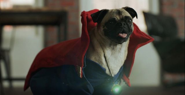 ドクター・ストレンジならぬ“ドッグ”ター・ストレンジ？　かわいい犬映像が公開！