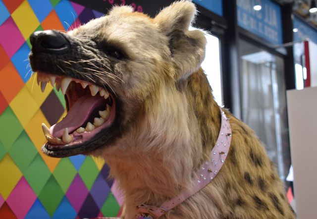 ホアキン版ジョーカーの衣装も！トイサピエンス「DCオールスターズ」展示内容（13枚目）