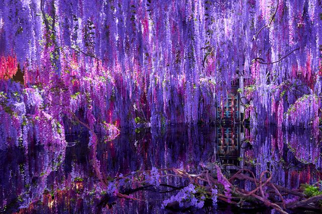 圧倒的な美！『ホリック xxxHOLiC』ミセのセット＜10点＞（9枚目）