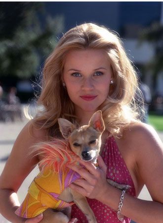 映画『キューティ・ブロンド』の画像（4枚目）