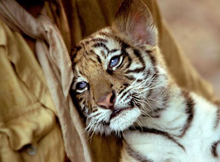 映画『トゥー・ブラザーズ』の画像（4枚目）