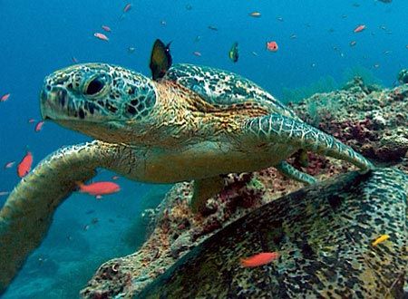 映画『ディープ・ブルー』の画像（2枚目）