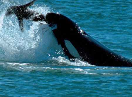 映画『ディープ・ブルー』の画像（3枚目）