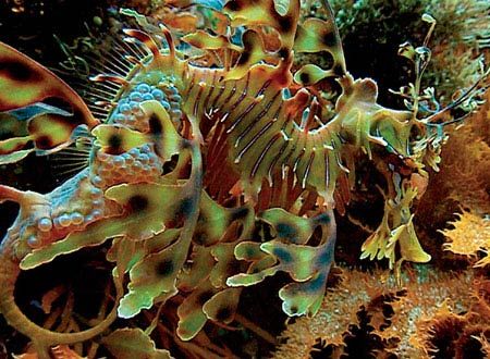 映画『ディープ・ブルー』の画像（4枚目）