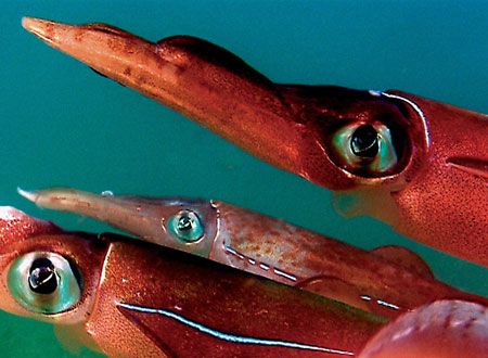 映画『ディープ・ブルー』の画像（5枚目）