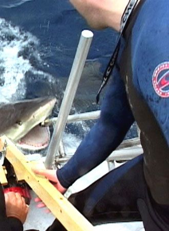 映画『オープン・ウォーター』の画像（4枚目）