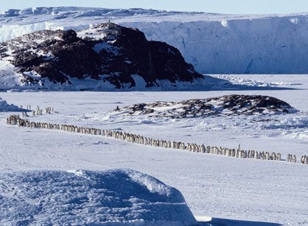 映画『皇帝ペンギン』の画像（2枚目）