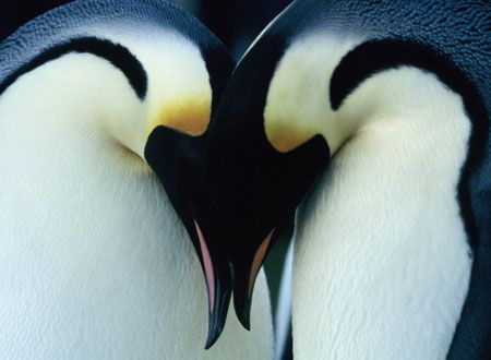 映画『皇帝ペンギン』の画像（3枚目）