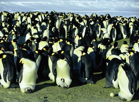 映画『皇帝ペンギン』の画像（4枚目）