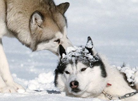 映画『南極物語』の画像（3枚目）