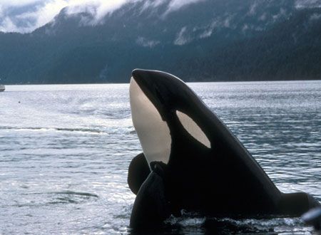 映画『フリー・ウィリー』の画像（2枚目）