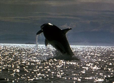 映画『フリー・ウィリー』の画像（3枚目）