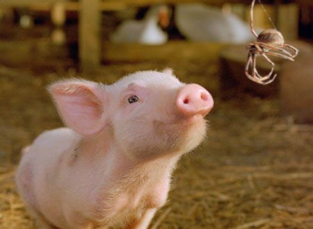 映画『シャーロットのおくりもの』の画像（4枚目）