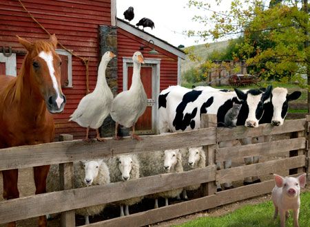 映画『シャーロットのおくりもの』の画像（5枚目）