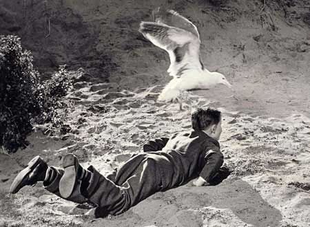 映画『鳥』の画像（5枚目）