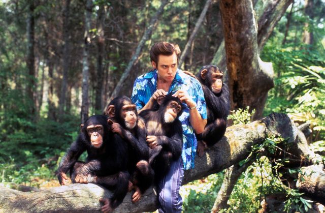 映画『ジム・キャリーのエースにおまかせ』の画像（2枚目）