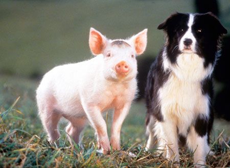 映画『ベイブ』の画像（2枚目）