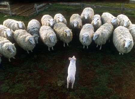 映画『ベイブ』の画像（5枚目）