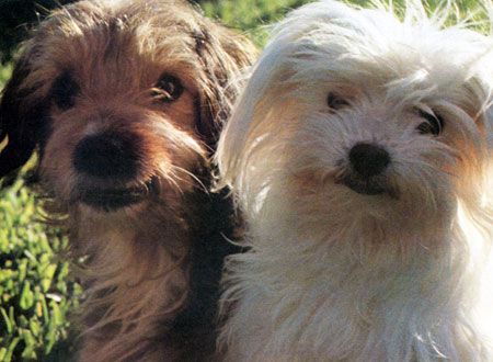 映画『ベンジー』の画像（3枚目）