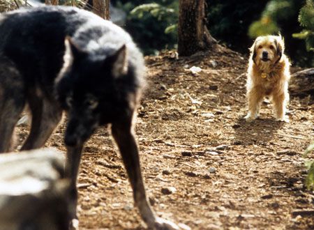 映画『ベンジー』の画像（4枚目）