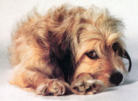 映画『ベンジー』の画像（5枚目）