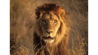 カラハリのライオン