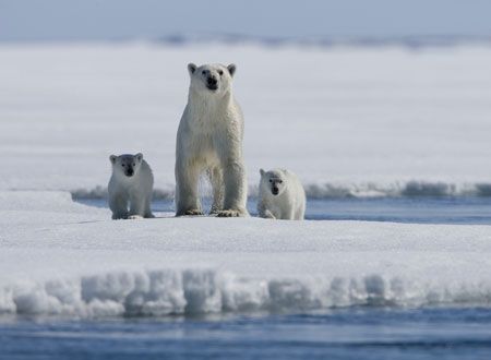 映画『北極のナヌー』の画像（2枚目）