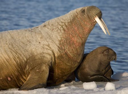 映画『北極のナヌー』の画像（3枚目）