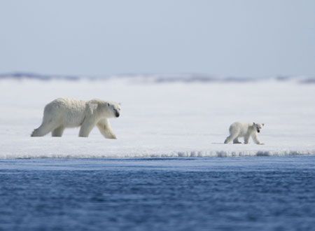 映画『北極のナヌー』の画像（4枚目）